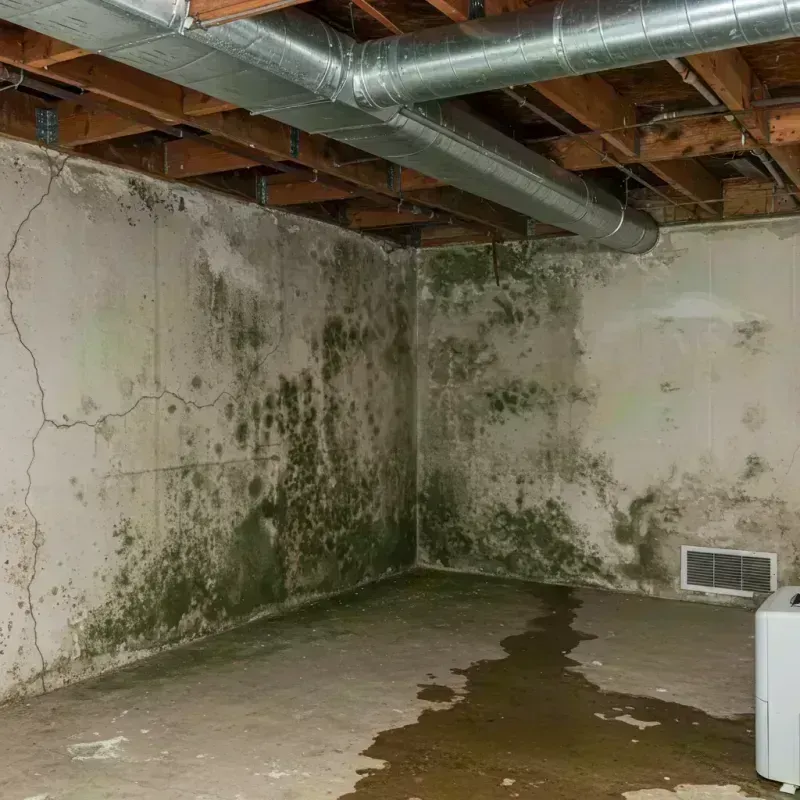 Professional Mold Removal in Davis County, IA